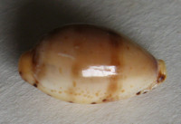 Cypraea katsuae Kuroda, 1960